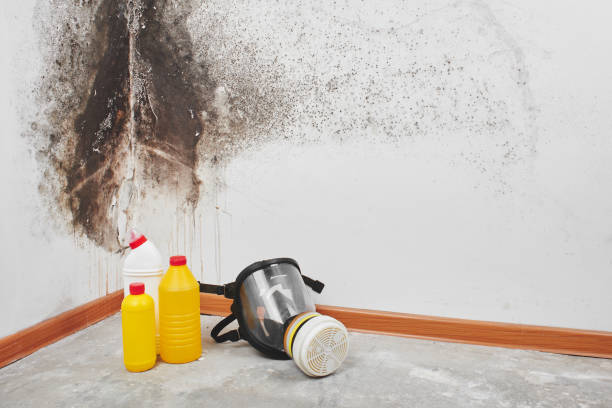 Best Certified Mold Removal  in Coshocton, OH