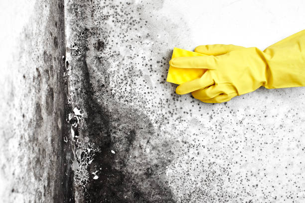 Best Mold Removal Company Near Me  in Coshocton, OH