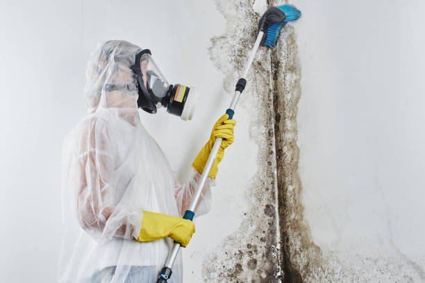 Best Affordable Mold Removal  in Coshocton, OH