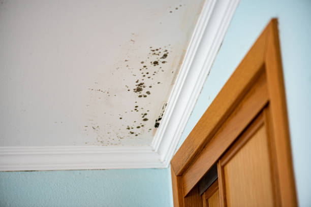 Best Black Mold Removal  in Coshocton, OH