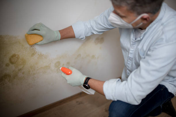 Best Residential Mold Removal  in Coshocton, OH