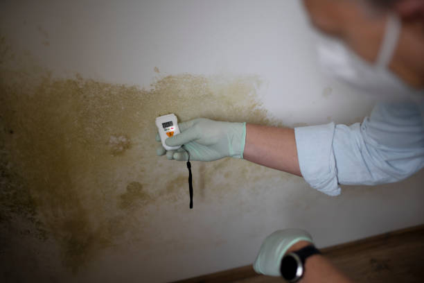 Best Office Mold Removal Services  in Coshocton, OH