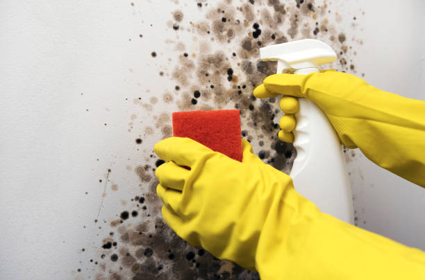 Best Mold Cleaning Services  in Coshocton, OH