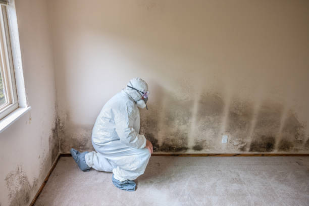 Best Local Mold Removal Service  in Coshocton, OH