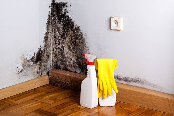 Best Toxic Mold Removal  in Coshocton, OH