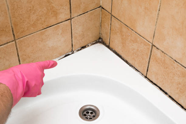 Best Home Mold Removal  in Coshocton, OH